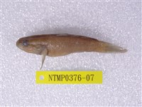 藏品(黑塘鱧)的圖片